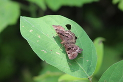 Antigonus funebris