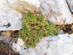 Saxifraga babiana