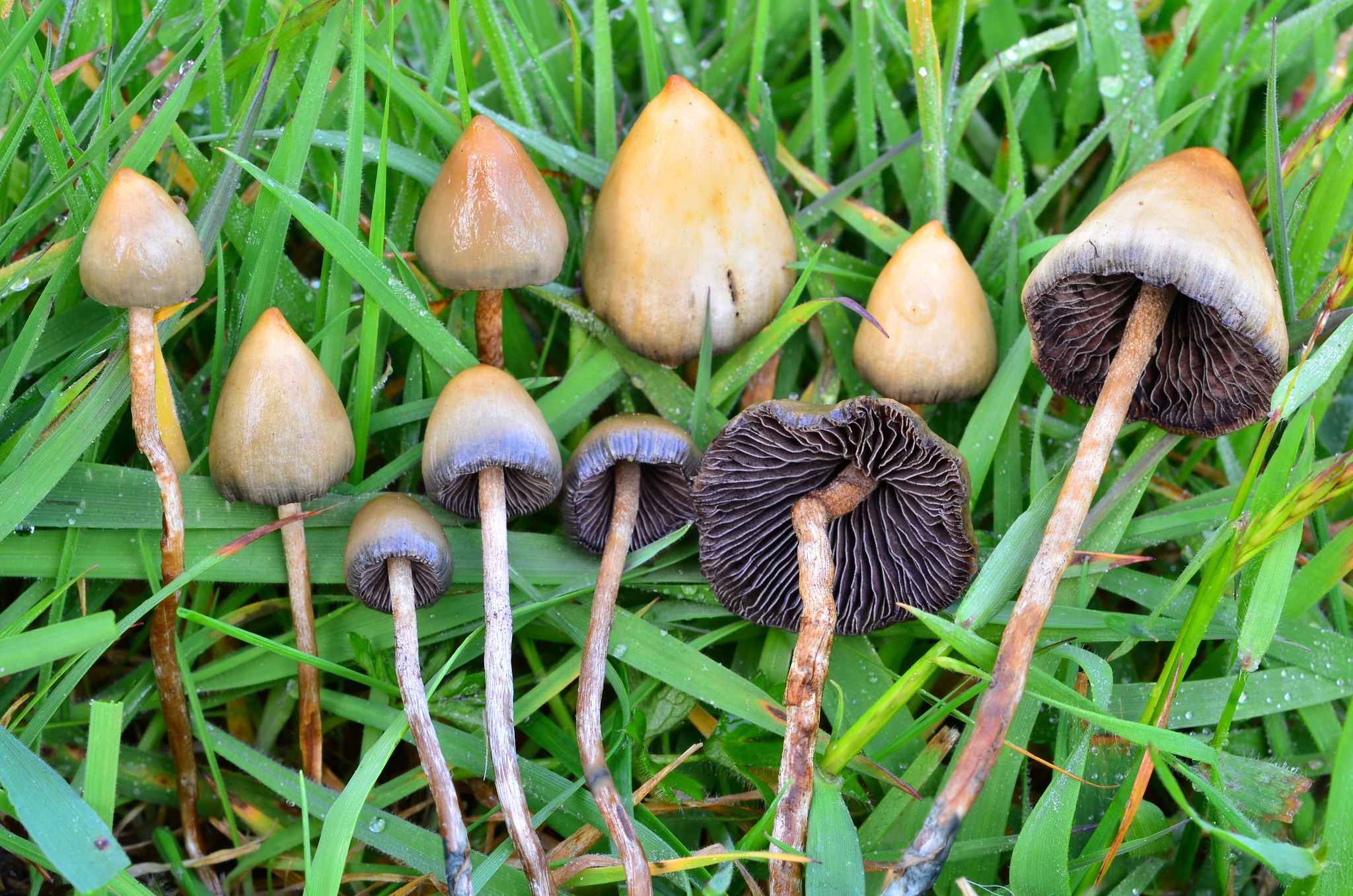 Psilocybin Mushrooms: Basic Info, Psycheplants