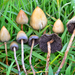 Liberty Cap - Photo (c) Christian Schwarz, some rights reserved (CC BY-NC), uploaded by Christian Schwarz