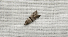 Euzophera semifuneralis
