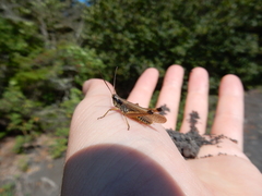 Pseudochorthippus curtipennis