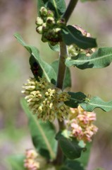 Asclepias obovata