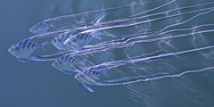 Alectis ciliaris