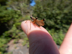 Pseudochorthippus curtipennis