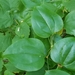 Smilax rotundifolia - Photo (c) tauntonguy02780,  זכויות יוצרים חלקיות (CC BY-NC), הועלה על ידי tauntonguy02780