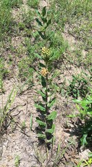 Asclepias obovata