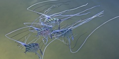 Alectis ciliaris