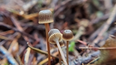 Mycena picta