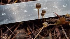 Mycena picta