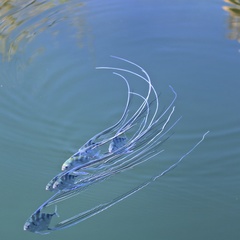 Alectis ciliaris
