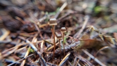 Mycena picta