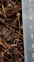 Mycena picta
