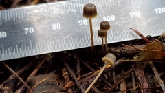 Mycena picta