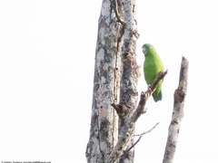 Forpus crassirostris