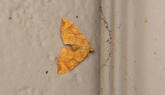 Eulithis propulsata