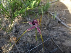Caladenia lorea
