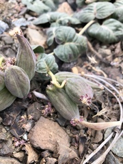 Asclepias solanoana