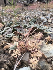 Asclepias solanoana