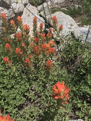 Castilleja applegatei breweri