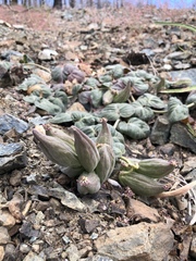 Asclepias solanoana