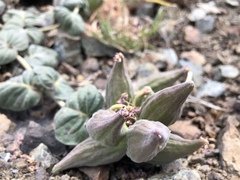 Asclepias solanoana