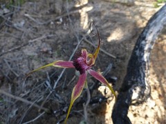 Caladenia lorea