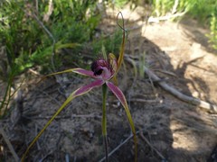 Caladenia lorea