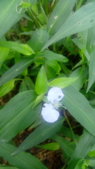 Commelina erecta erecta