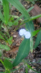 Commelina erecta erecta