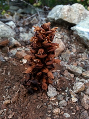 Kopsiopsis strobilacea