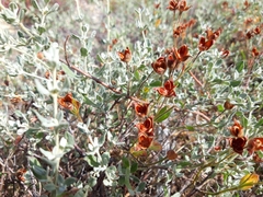 Cistus lasianthus alyssoides