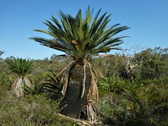 Macrozamia fraseri