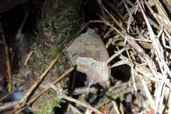 Heteropsis avelona