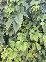 Parthenocissus quinquefolia