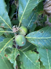 Quercus sadleriana