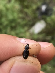 Synuchus impunctatus