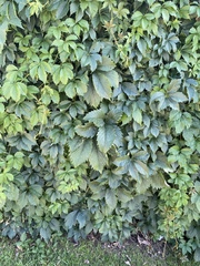Parthenocissus quinquefolia