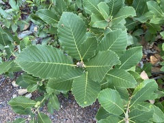 Quercus sadleriana