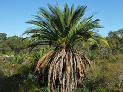 Macrozamia fraseri