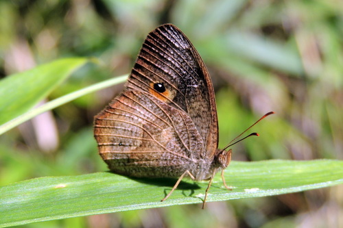 Heteropsis parva