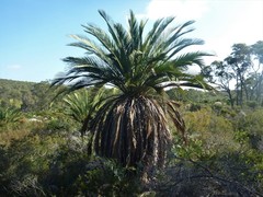 Macrozamia fraseri