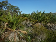 Macrozamia fraseri