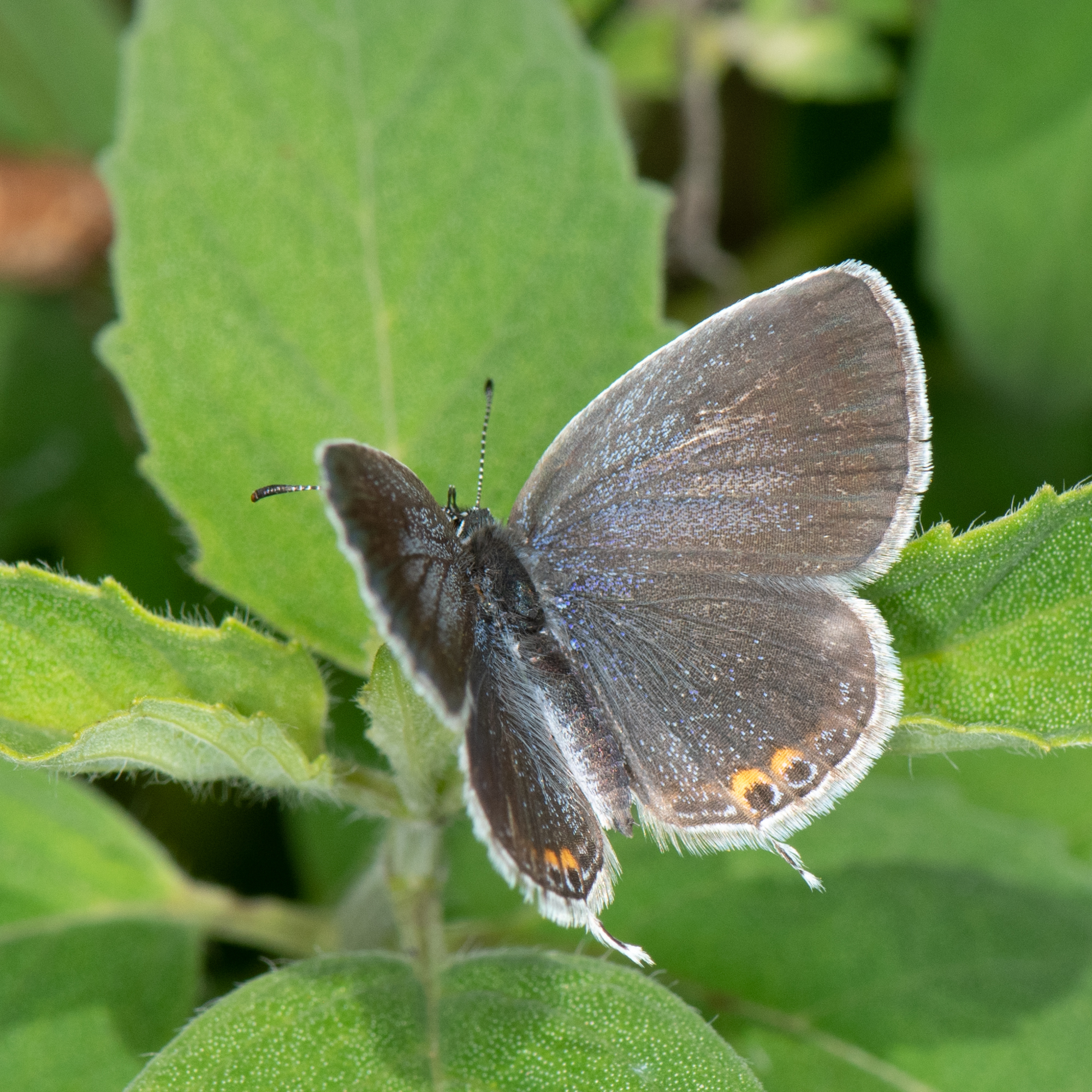 Eastern Tailed-Blue (Cupido comyntas) · iNaturalist, image size:2000x2000