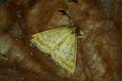 Psammotis pulveralis