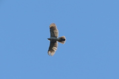 Accipiter henstii