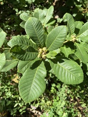 Quercus sadleriana