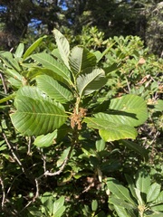 Quercus sadleriana