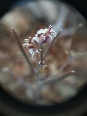 Streptanthus batrachopus