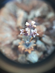 Streptanthus batrachopus